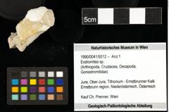 Foto (Objekt + Etiketten) von Eodromites sp. 